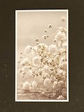 Vita Blommor, Brudslöja, Textfri