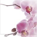 Fotograferad rosa orkidé